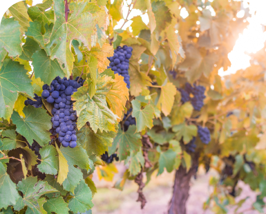 Vineyards